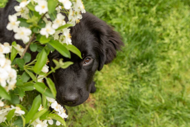 A newfoundland puppy peering up through spring flowers A newfie dog looking up through white flowers newfoundland dog stock pictures, royalty-free photos & images