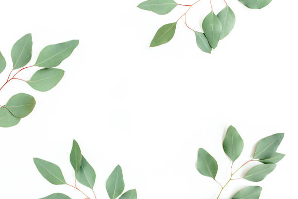 istock Frame made of green leaves eucalyptus populus isolated on white background with empty space for text. Flat lay, top view 1272000536