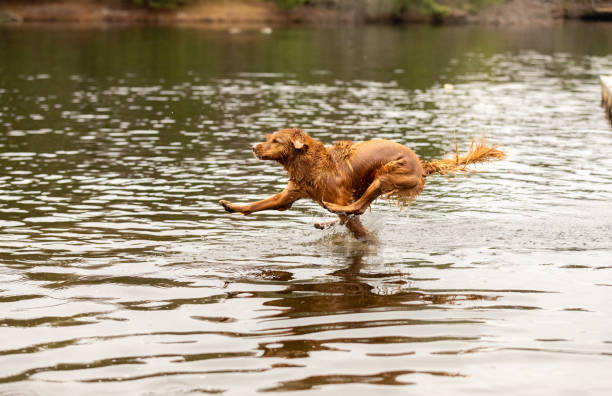 istock A golden retriever mid leap into a lake 1272000641