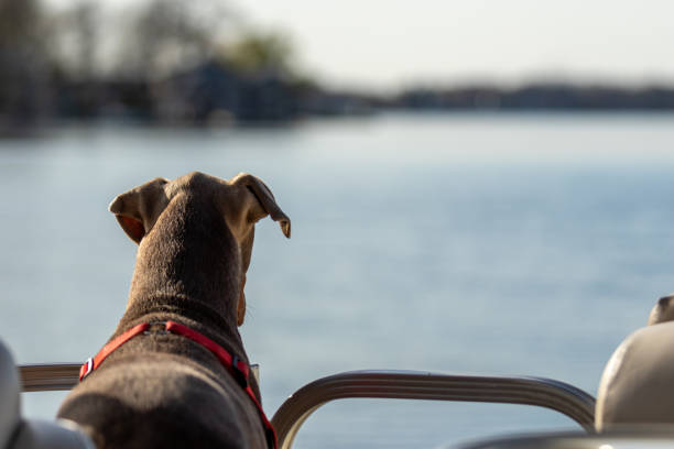 istock A doberman looking over a lake from a pontoon boat 1272000773