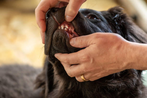 istock A man looking at a black dog's teeth 1272000809