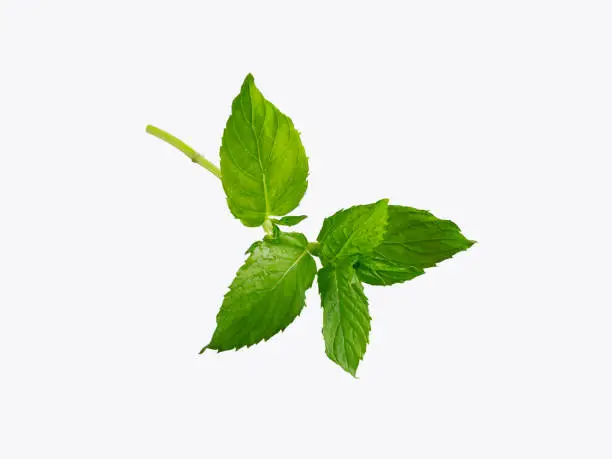 Fresh Mint leaves with clipping path on white background
