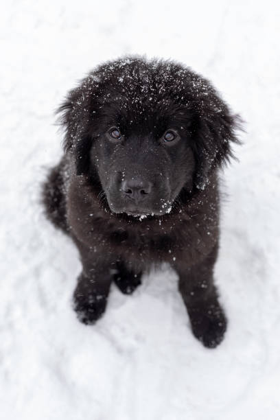 A black puppy sitting in the snow A black newfoundland puppy in winter newfoundland dog stock pictures, royalty-free photos & images