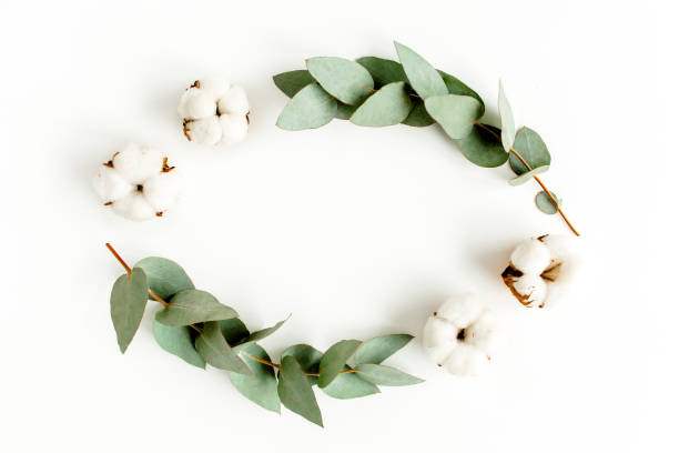 istock Wreath frame made of branches eucalyptus, leaves and cotton isolated on white background. flat lay, top view 1272001652