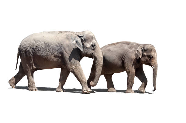 Indian Elephant baby standing and facing forwards. 3d render isolated on a white background.