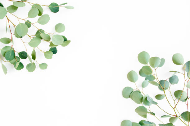 istock frame of green branches, eucalyptus leaves on a white background. flat layout, top view 1272001857