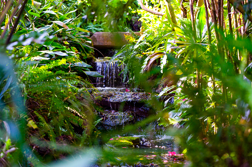 Stream in rainforest, beautiful nature background, full frame horizontal composition