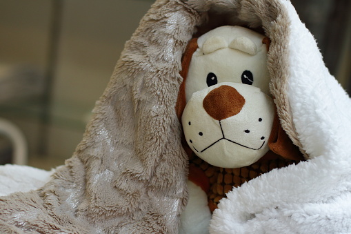 Puppy toy under blanket, soft warm cozy home picture, kid's room