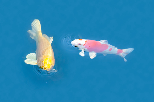 Two colorful decorative fish, one red and white and the other one yellow,  float in a pond, view from above