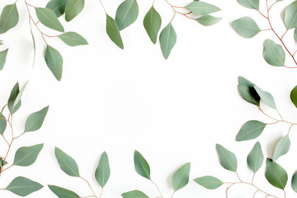 istock Frame made of green leaves eucalyptus populus isolated on white background with empty space for text. Flat lay, top view 1272002101