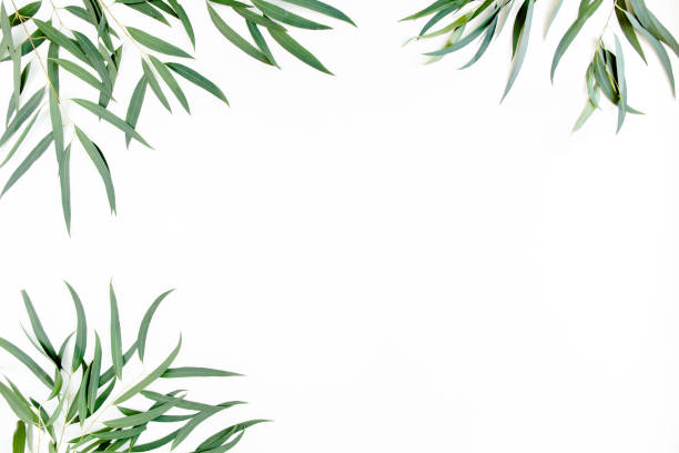 istock frame of green branches, eucalyptus leaves on a white background. flat layout, top view 1272002747