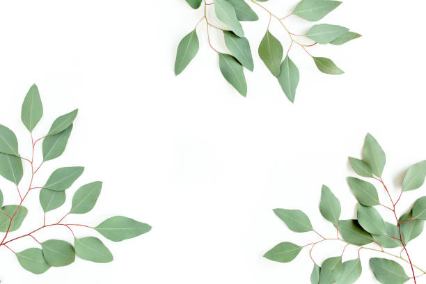 istock Frame made of green leaves eucalyptus populus isolated on white background with empty space for text. Flat lay, top view 1272002869