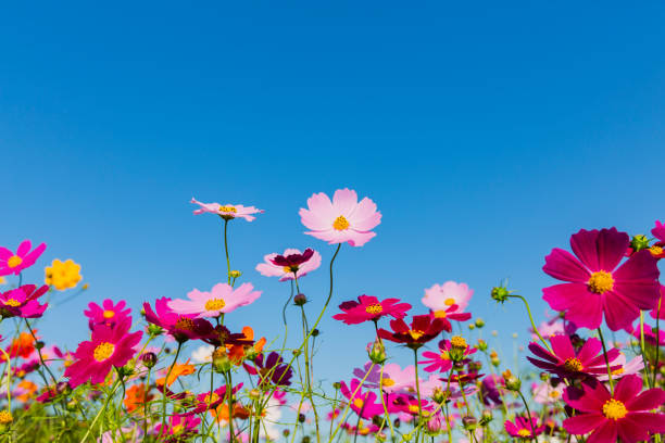 kosmos blumen gegen klaren blauen himmel - cosmos flower daisy flower field stock-fotos und bilder