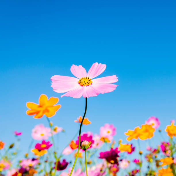 istock Cosmos Flowers Against Clear Blue Sky 1272002976