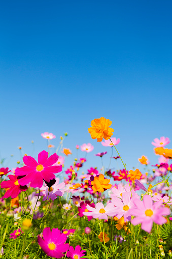 Photo taken outdoors, in the morning, in a flowery field. In the foreground: the flowers of the fields taken from the feet, of varied and luminous colors pink, red, white. \nIn the background:  a blue sky, the sun and its rays crossing the green fields.\nThis photo gives off a serenity, an escape. Spring or summer seasons. And invites you to relax.