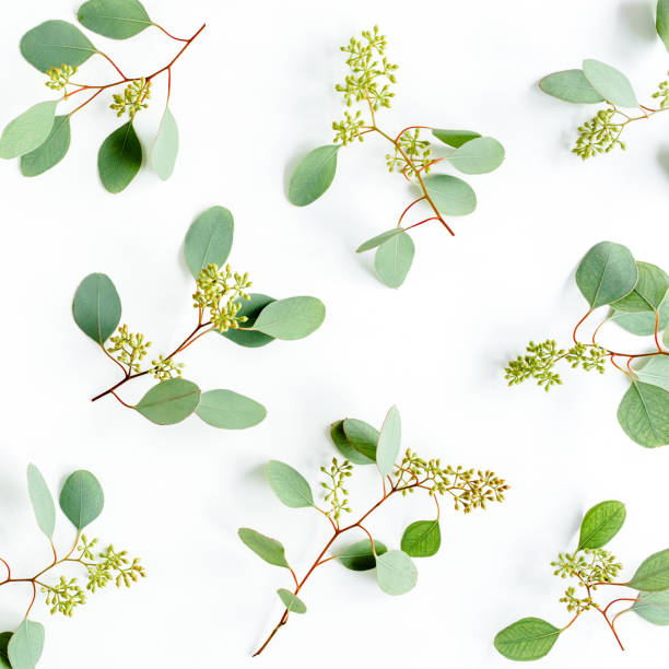 istock Background Texture made of green leaves, branches eucalyptus populus with fruits in the form of berries on white background. Flat lay, top view 1272004232