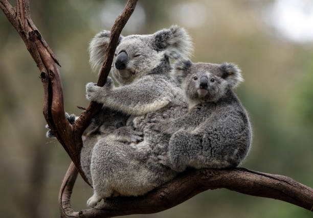 Mother and baby Koala stock photo