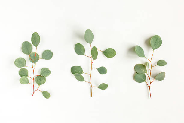 istock Green branch, leaves eucalyptus isolated on white background. Flat lay, top view minimal concept 1272004452