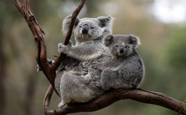 istock Mother and baby Koala 1272005001