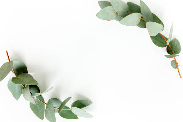 istock Wreath frame made of branches eucalyptus and leaves isolated on white background. lay flat, top view 1272005107