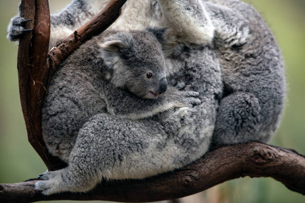 istock Mother and baby Koala 1272005113