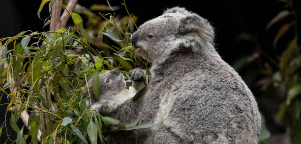Mother and baby Koala The koala or, inaccurately, koala bear is an arboreal herbivorous marsupial native to Australia. It is the only extant representative of the family Phascolarctidae and its closest living relatives are the wombats, which are members of the family Vombatidae. marsupial stock pictures, royalty-free photos & images