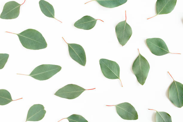 istock green leaves eucalyptus populus isolated on white background. Flat lay, top view 1272005195