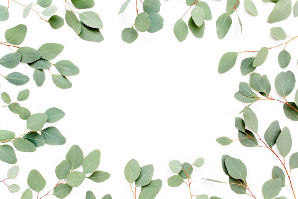 istock Pattern with green leaves eucalyptus populus isolated on white background. Flat lay, top view 1272005238