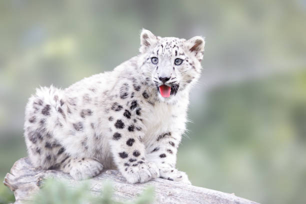 young snow leopard - snow leopard imagens e fotografias de stock