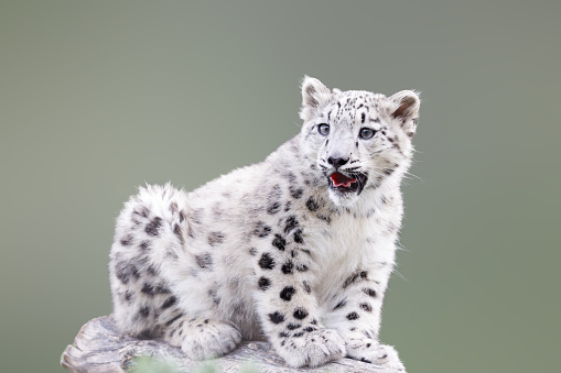 Snow leopard standing