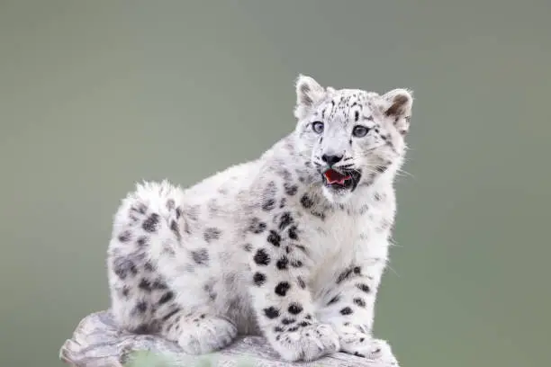 Young Snow Leopard