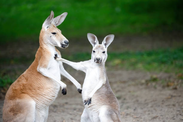 48 Two Funny Kangaroos Stock Photos, Pictures & Royalty-Free Images - iStock
