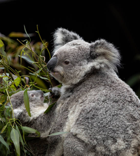 istock Mother and baby Koala 1272006153