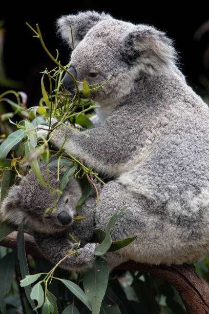 istock Mother and baby Koala 1272006738