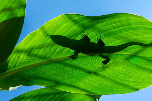 A lizard on a leaf and the shadow of that lizard.