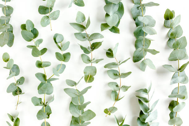 istock pattern made of branches eucalyptus, leaves and cotton isolated on pink background with empty space for text. Flat lay, top view 1272006788