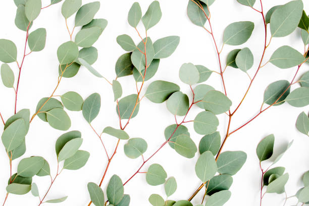 istock Pattern with green leaves eucalyptus populus isolated on white background. Flat lay, top view 1272006810