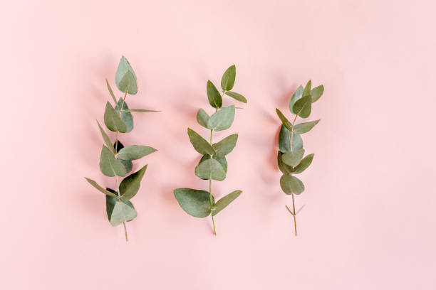istock green leaves eucalyptus isolated on pink background. flat lay, top view 1272006874