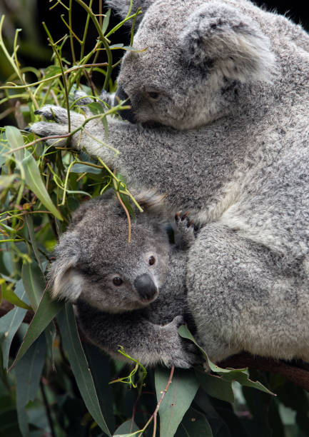 istock Mother and baby Koala 1272007536
