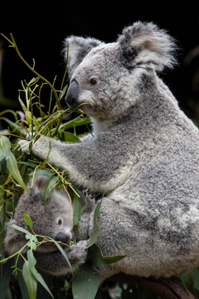 istock Mother and baby Koala 1272007733