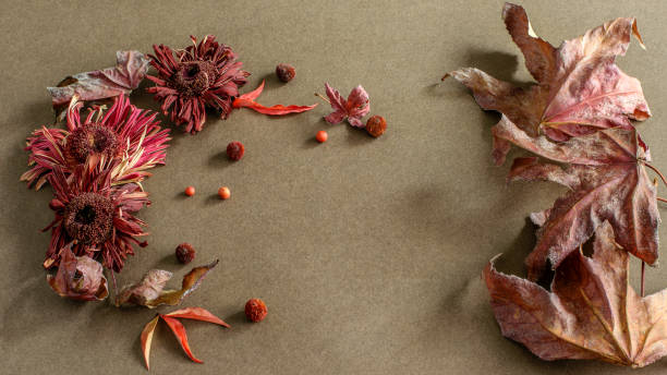 istock Creative autumn composition of dry maple leaves, gerbera daisy flower and wild berries, gerbarium flat lay. 1272007994