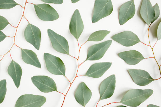 istock Background Texture made of green eucalyptus leaves, branch. Flat lay, top view 1272008842