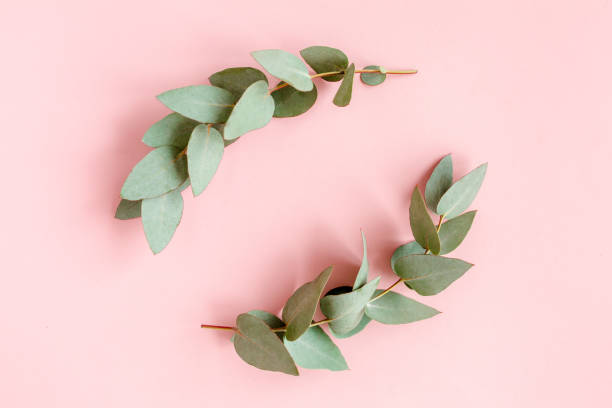 istock Wreath frame made of branches eucalyptus and leaves isolated on pink background. lay flat, top view 1272009463