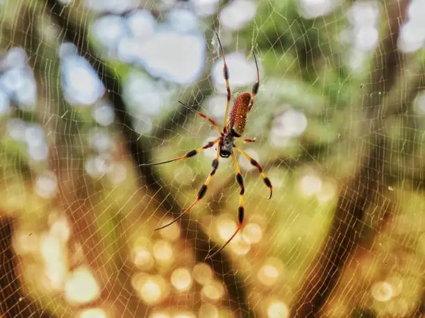 Spider in web during sunrise