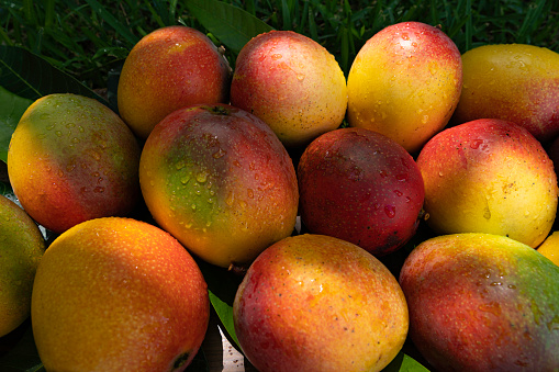 Freshly harvested mangoes on grass