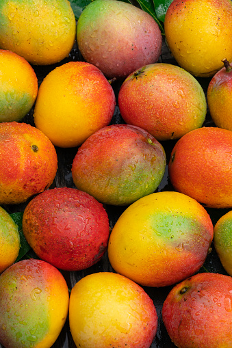 Freshly harvested mangoes, top view.