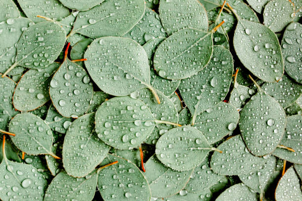 istock Background, Texture made of green eucalyptus leaves with raindrop, dew. Flat lay, top 1272010604