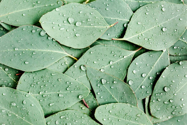 istock Background, Texture made of green eucalyptus leaves with raindrop, dew. Flat lay, top 1272011182