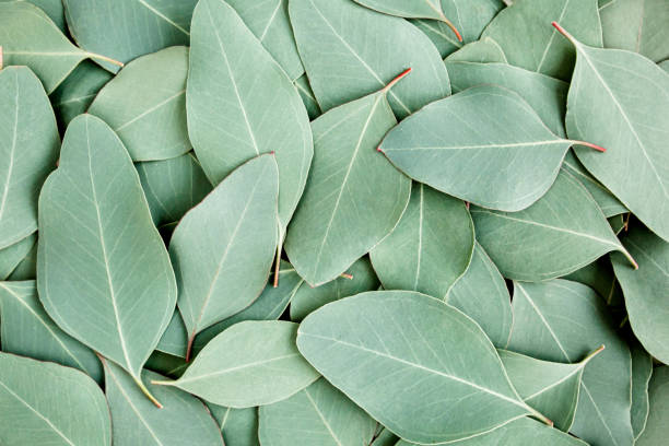 istock Background, Texture made of green eucalyptus leaves. Flat lay, top 1272011216