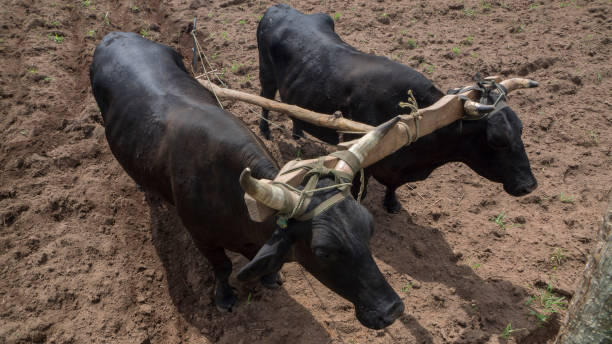 oxen labourant le sol sous une journée ensoleillée - boeuf sauvage photos et images de collection